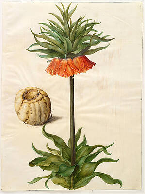 Fritillaria imperialis Print by Johannes Simon Holtzbecher