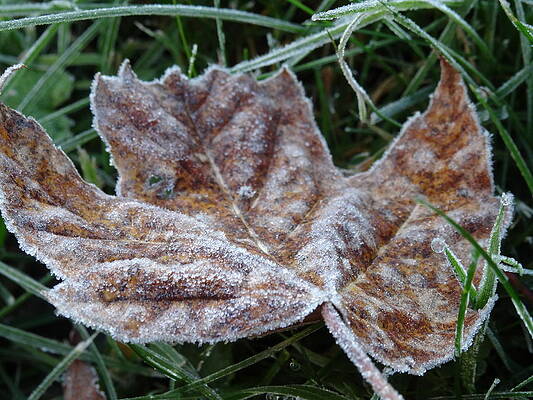frost covered leaf by Amanda Balough frost covered leaf by Amanda Balough