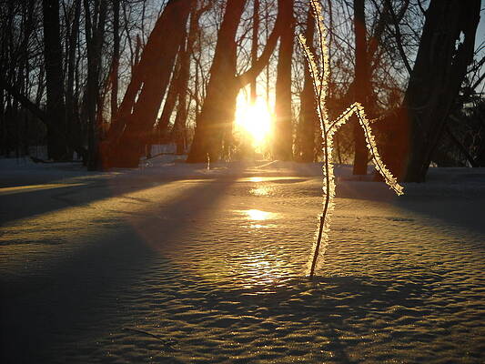 Frost on Sapling at Sunrise by Kent Lorentzen Frost on Sapling at Sunrise by Kent Lorentzen