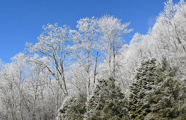Frosted Trees Blue Sky 1 by Gary Smith Frosted Trees Blue Sky 1 by Gary Smith