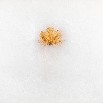 Wall Art - Photograph - Frozen in Time by Scott Norris