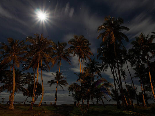 Full Moon over the Palm Trees by Brenda Smith DVM Full Moon over the Palm Trees by Brenda Smith DVM