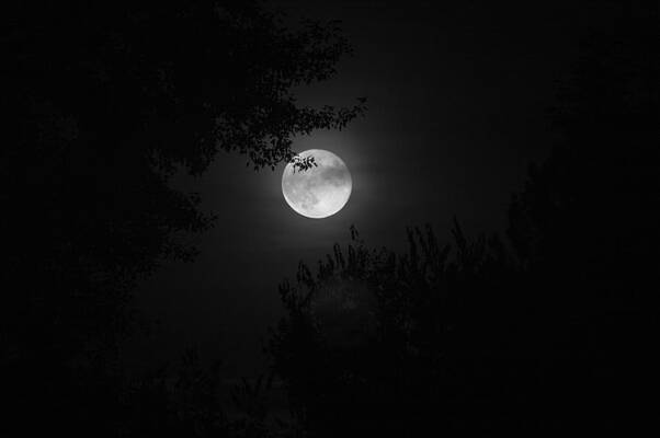 Wall Art - Photograph - Full Moon With Branches by Stephen Holst