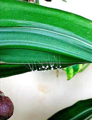 Fungi Stalks on Palm Frond by Andrew Blitman Fungi Stalks on Palm Frond by Andrew Blitman