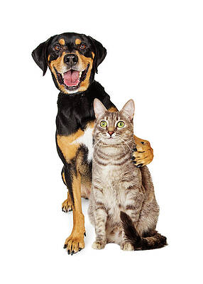 Wall Art - Photograph - Funny Photo of Dog With Arm Around Cat by Good Focused