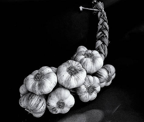 Wall Art - Photograph - Garlic from France Monochrome by Jeff Townsend