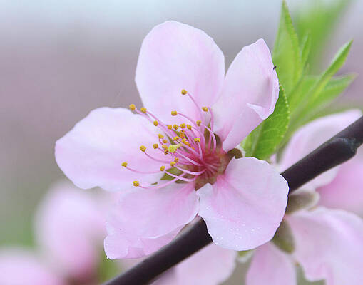 Georgia Peach Blossom by Glenn Grossman Georgia Peach Blossom by Glenn Grossman