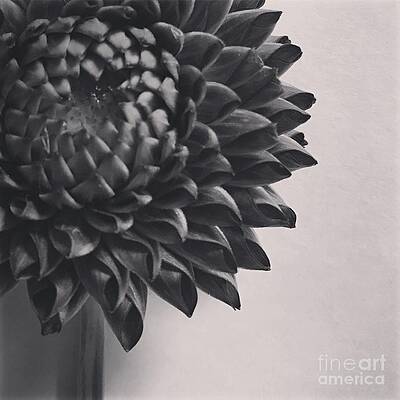 Gerbera Daisy by Colbi Miller