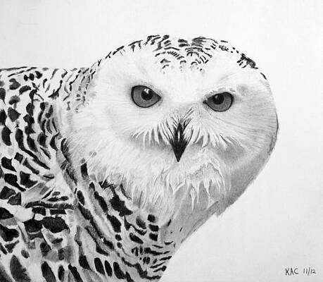 SNOWY OWL Pencil Drawing Artist Signature limited edition quality WISE SILENT 