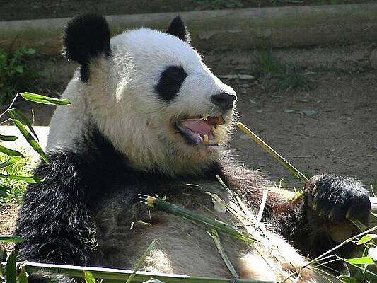 Giant Panda by Deborah J Thompson