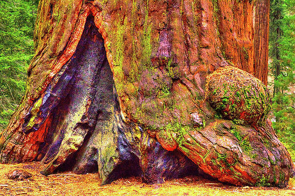 Giant Sequoia Base with Fire Scar by Roger Passman Giant Sequoia Base with Fire Scar by Roger Passman