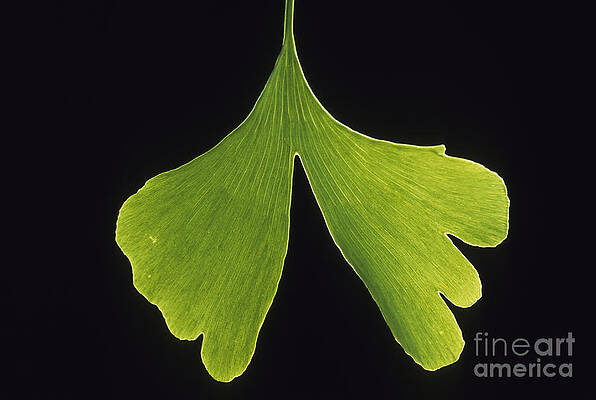 Ginkgo leaf with black background 2 by Steven Foster Ginkgo leaf with black background 2 by Steven Foster
