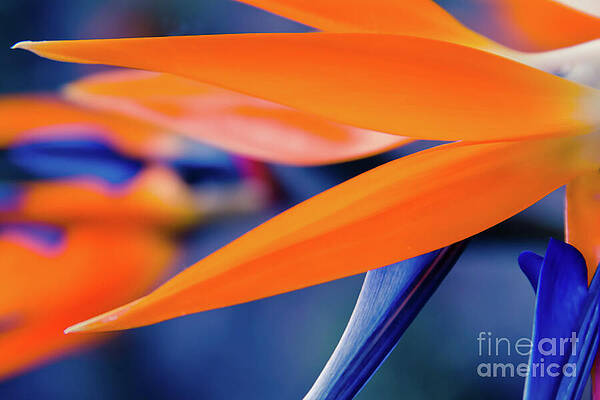 Gods Garden by Sharon Mau Gods Garden by Sharon Mau