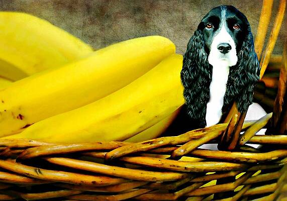 are bananas good for the english springer spaniel