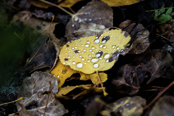 gold and diamons by Stephen Holst gold and diamons by Stephen Holst