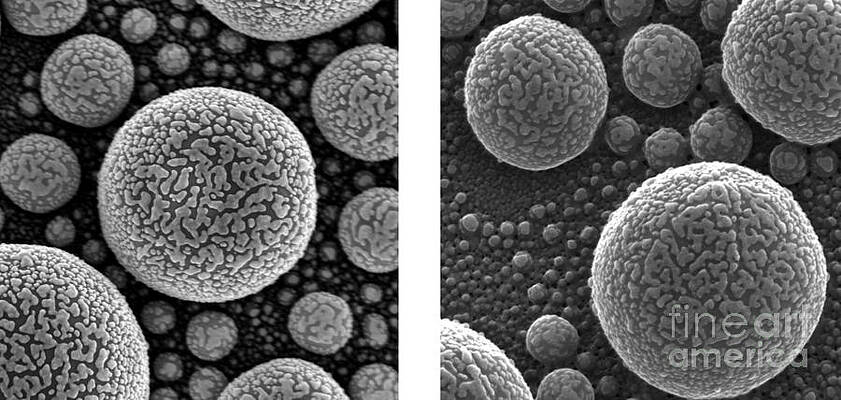 Wall Art - Photograph - Gold Atoms, Sem Vs. Shim by NIST/Science Source