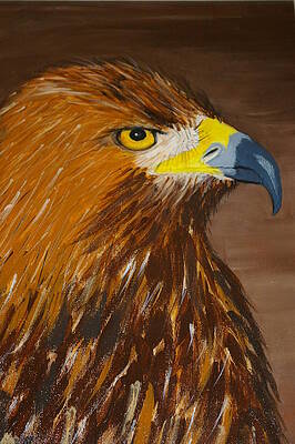 Eagle Eye Painting by Jennifer Kocher-Anderson - Fine Art America