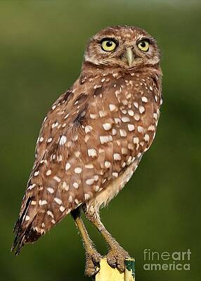 Wall Art - Photograph - Golden Eyes by Sabrina L Ryan
