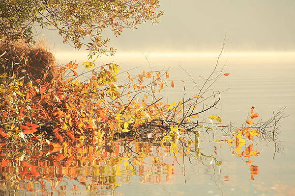Golden Reflection by Michael Janis
