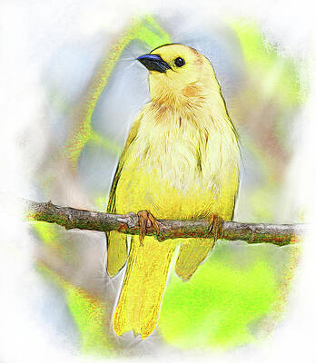 Golden Songbird by Yuichi Tanabe Golden Songbird by Yuichi Tanabe