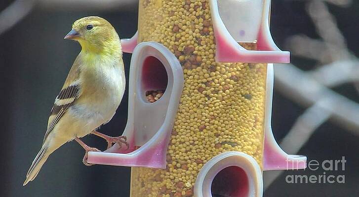  Photograph - Goldfinch by Tammy Reynolds