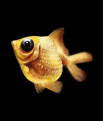 Goldfish by Abdul Jamil