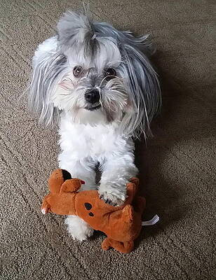 Gracie by Gina Fitzhugh Gracie by Gina Fitzhugh