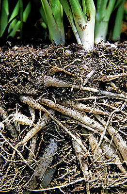 Wall Art - Photograph - Grass roots tangled up together in soil by Sami Sarkis Photography