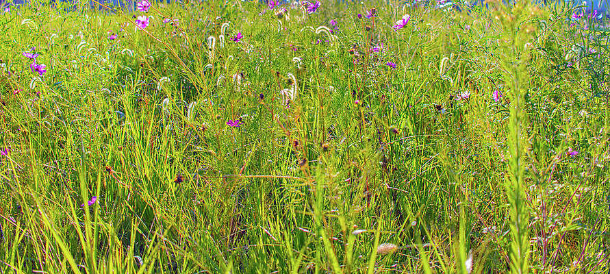 Wall Art - Photograph - Grass World by Jonny D