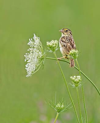 Grasshopper Sparrow by Jim Zablotny Grasshopper Sparrow by Jim Zablotny