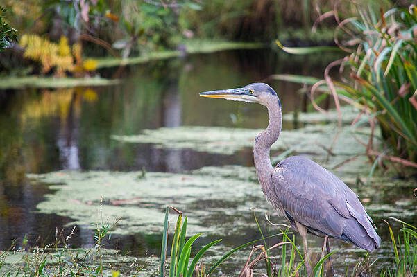Great Blue Heron at the Refuge by Cyndi Goetcheus Sarfan Great Blue Heron at the Refuge by Cyndi Goetcheus Sarfan