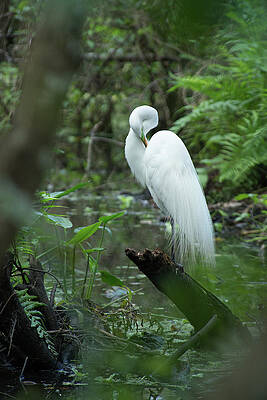 Great Egret Preening by Frank Madia Great Egret Preening by Frank Madia