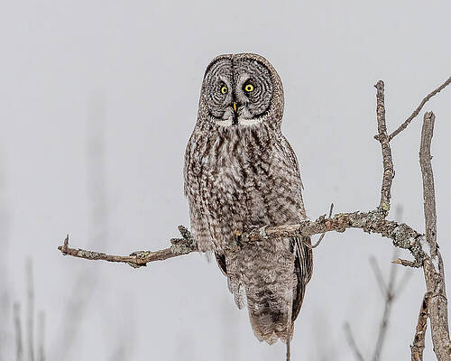 Snow Owl Art Page 14 Of 49 Fine Art America