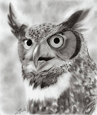 Owl Drawings (Page #22 of 35) | Fine Art America