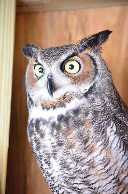 Wall Art - Photograph - Great Horned Owl by Philip Ralley