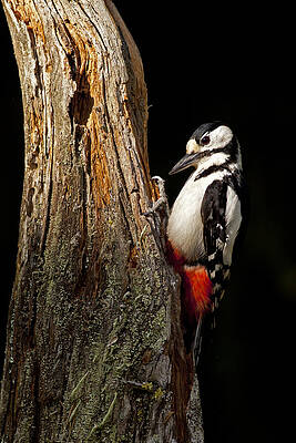 Great spotted woodpecker in forest by Jenny Hibbert