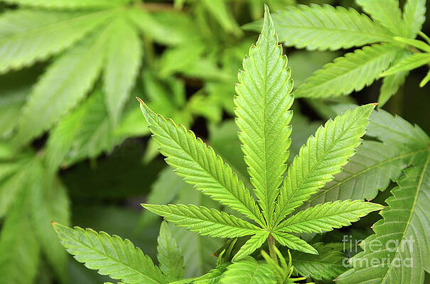 Green Growing by Dan Holm Green Growing by Dan Holm
