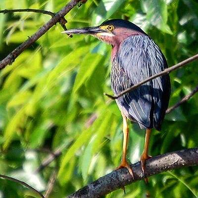 Wall Art - Photograph - Green Heron by Sumoflam Photography