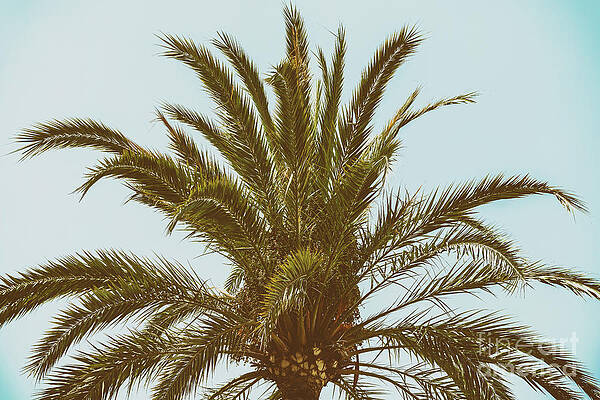 Wall Art - Photograph - Green Palm Tree On Blue Sky by Radu Bercan