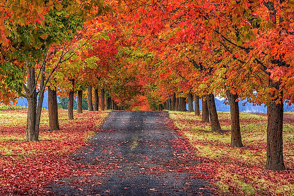 Greenbluff Autumn by Mark Kiver Greenbluff Autumn by Mark Kiver