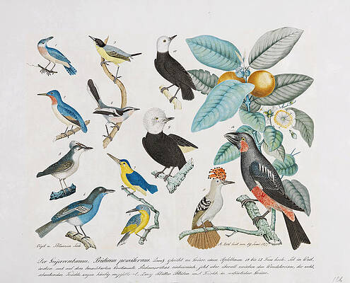 Gujava Tree. Birds And Plants Print by Aloys Zotl