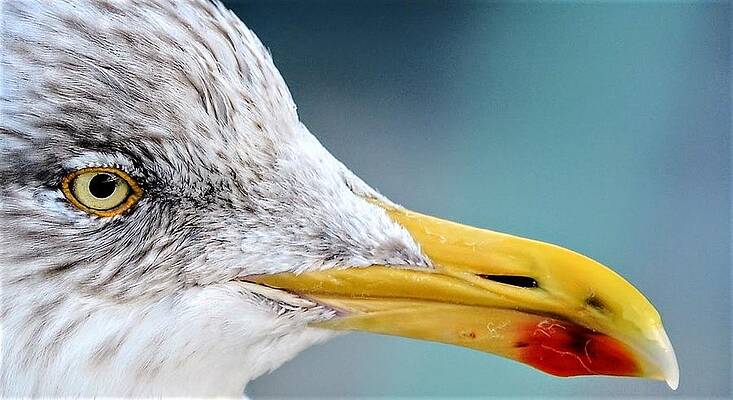 Gull by Paul Hayes