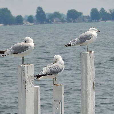 Gulls At Rest by Jeanette Lamberti