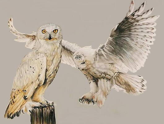Owl Drawings (Page #9 of 35) | Fine Art America