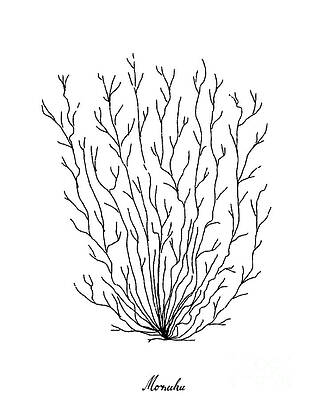 Aquatic Plants Drawings Fine Art America Aquatic Plants Drawings Fine Art America