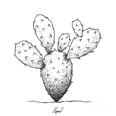 Prickly Pear Cactus Drawings Pixels Prickly Pear Cactus Drawings Pixels