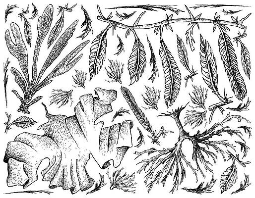 Aquatic Plants Drawings Fine Art America Aquatic Plants Drawings Fine Art America