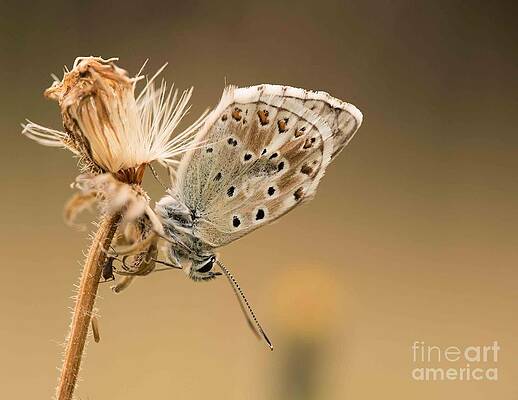  Photograph - Hanging around by Jo Sutherst