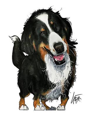 Bernese Mountain Dog Drawings Fine Art America Step by step drawing tutorial on how to draw a bernese mountain dog. bernese mountain dog drawings fine