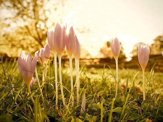 Wall Art - Photograph - Happy Glow  by Rachel Morrison